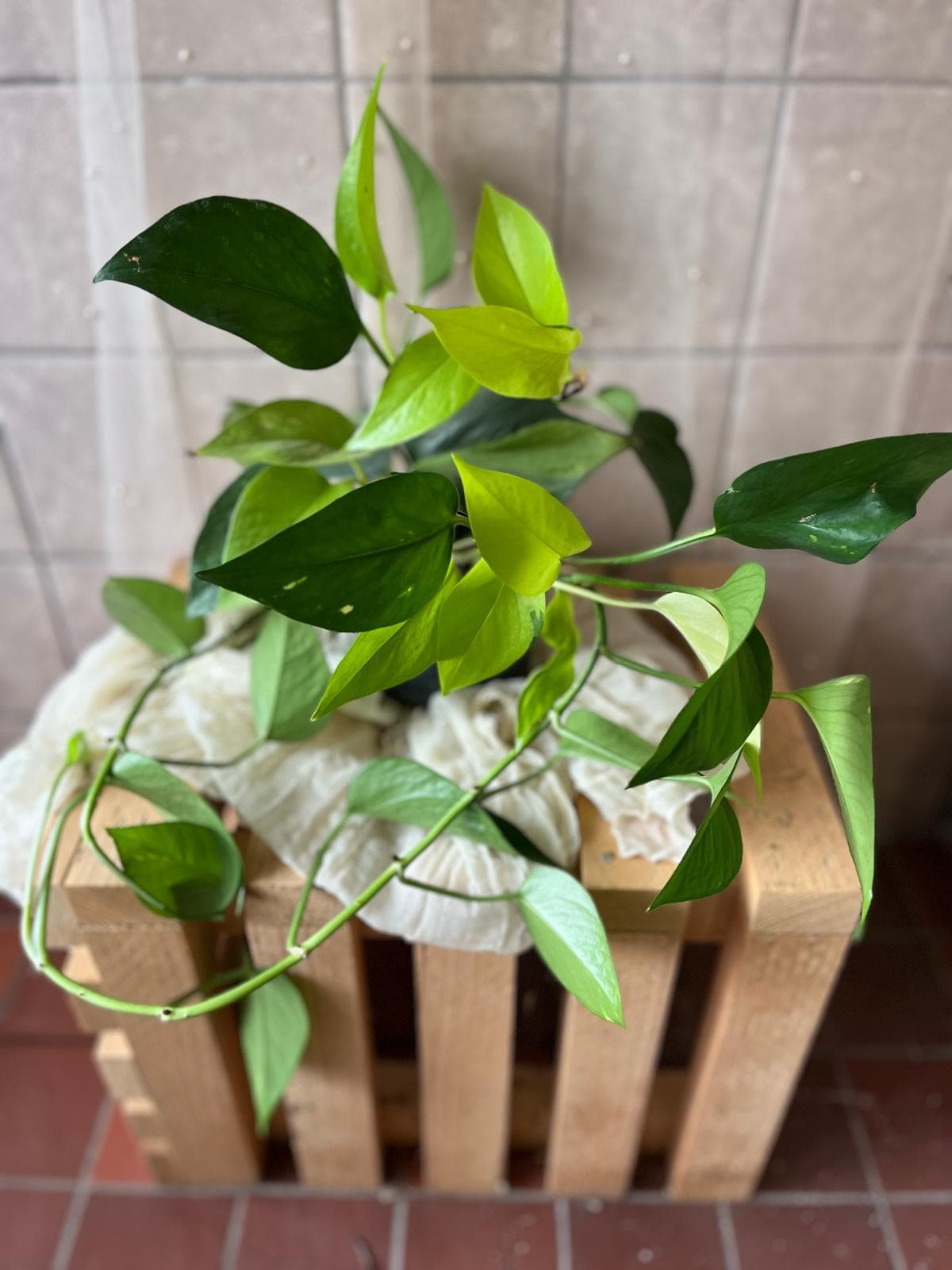 Philodendron scandens
