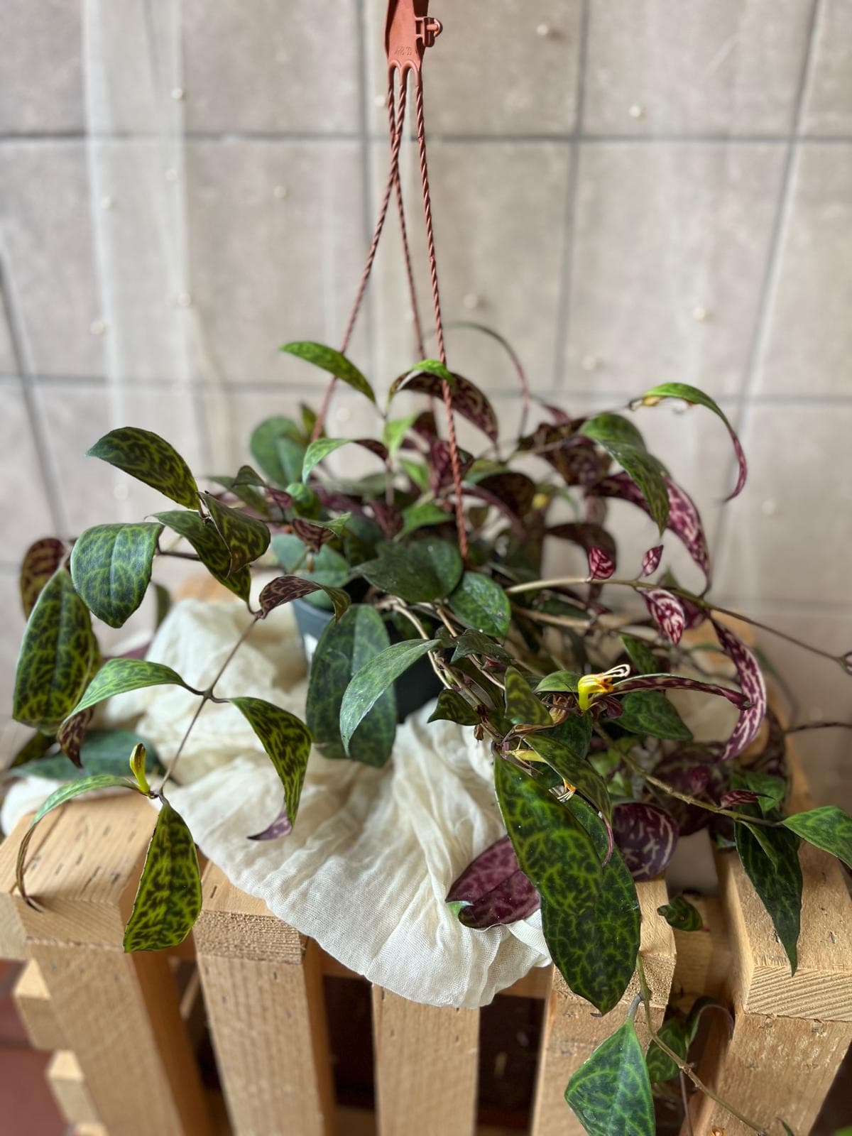 Aeschynanthus marmoratus (lipstick plant)
