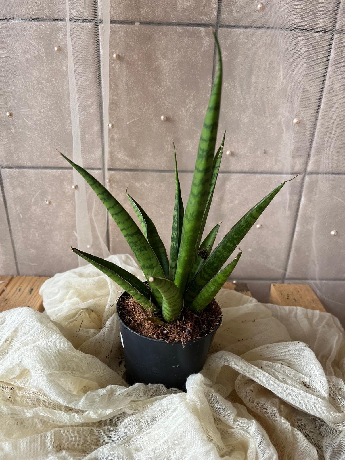 Sansevieria cylindrica (hadí rostlina / svíčkovec)