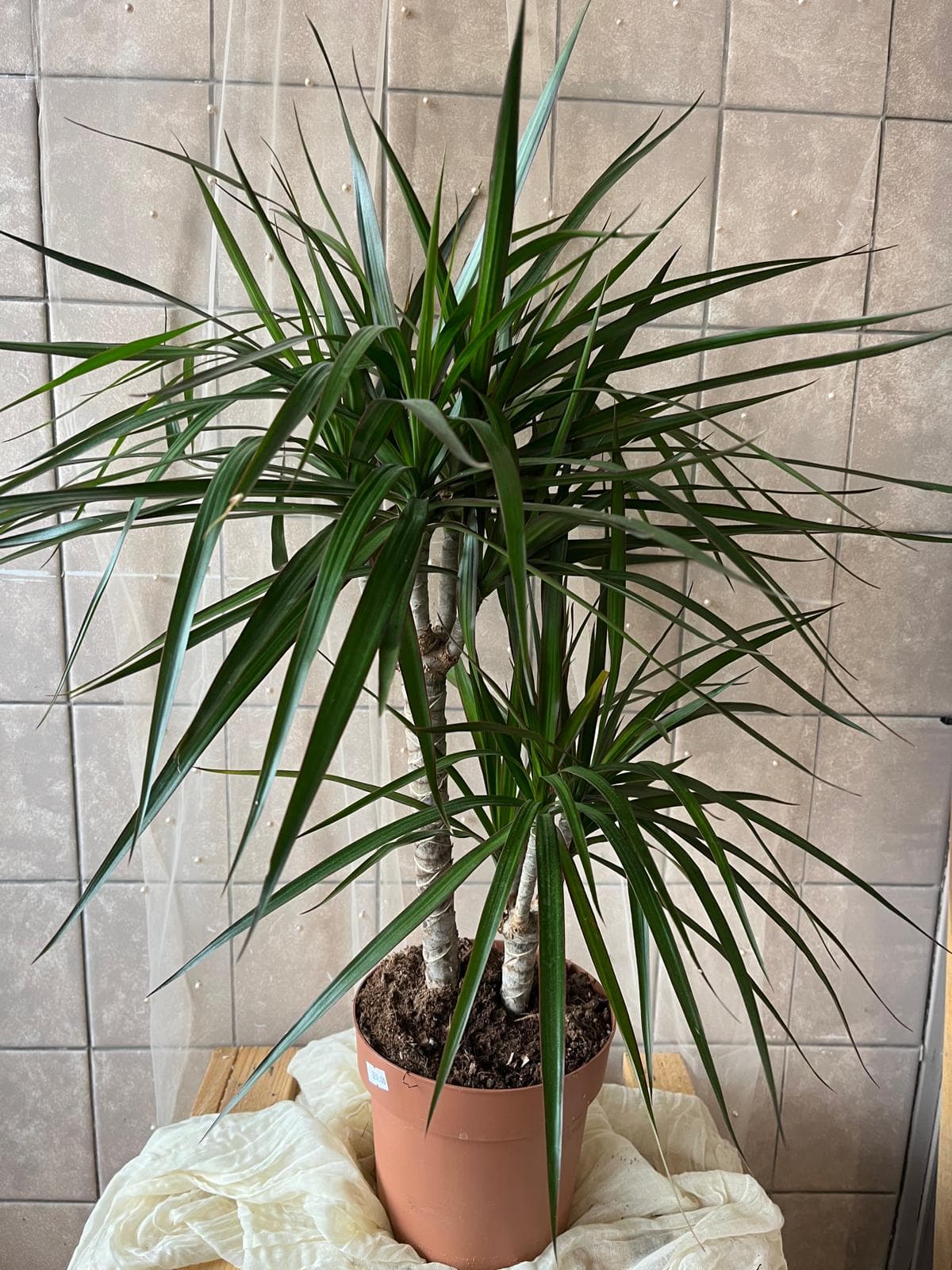 Dracaena marginata (Dračinec vroubený / dracena)
