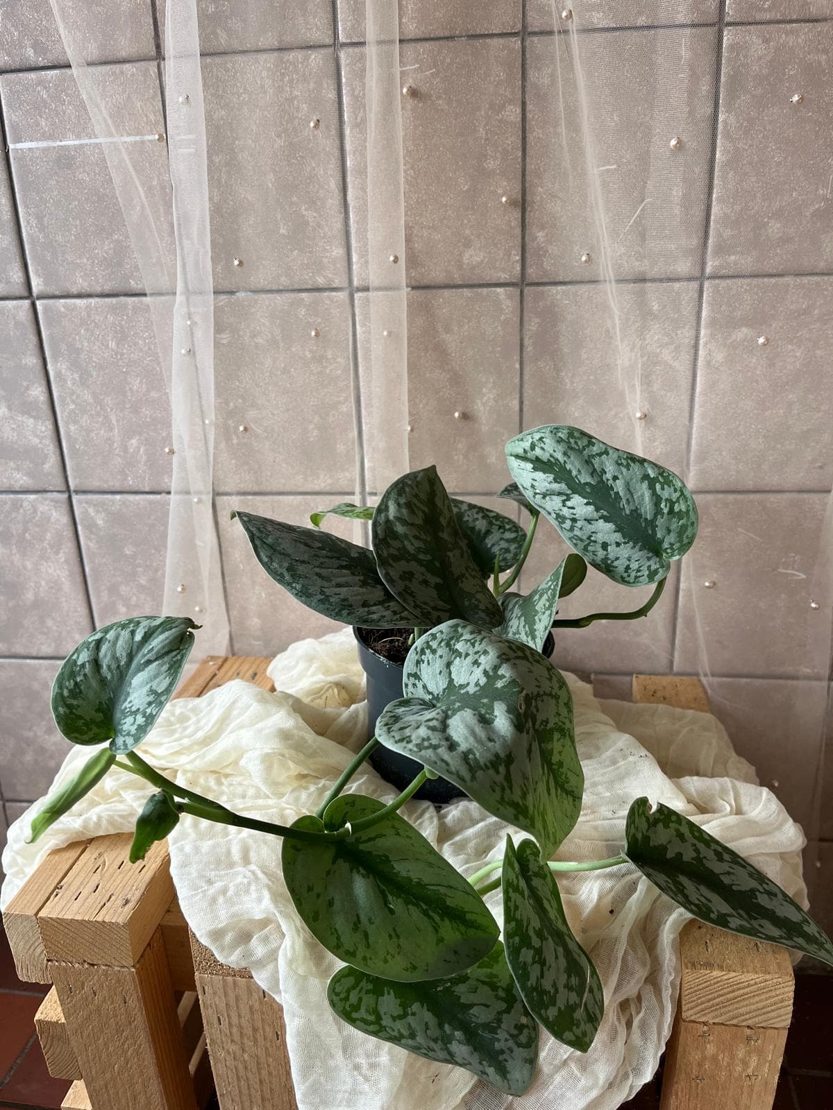 Scindapsus trebie (ťupkovec / pothos trebie)