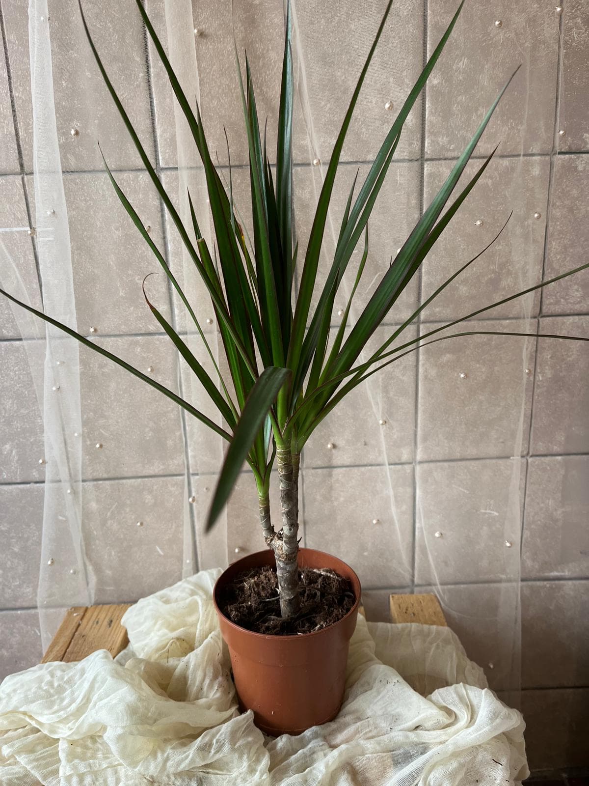 Dracaena marginata (Dračinec vroubený / dracena)