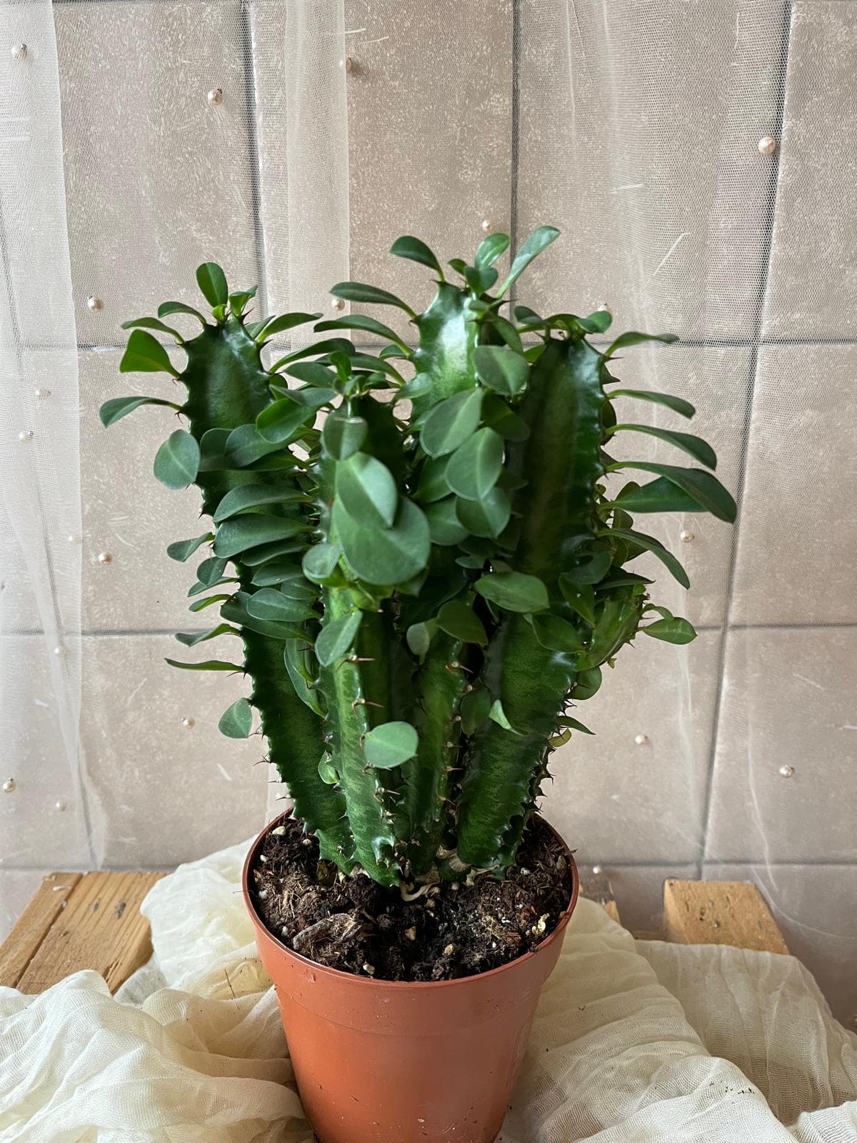 Euphorbia ingens (velká mléčnice / africký kaktus)