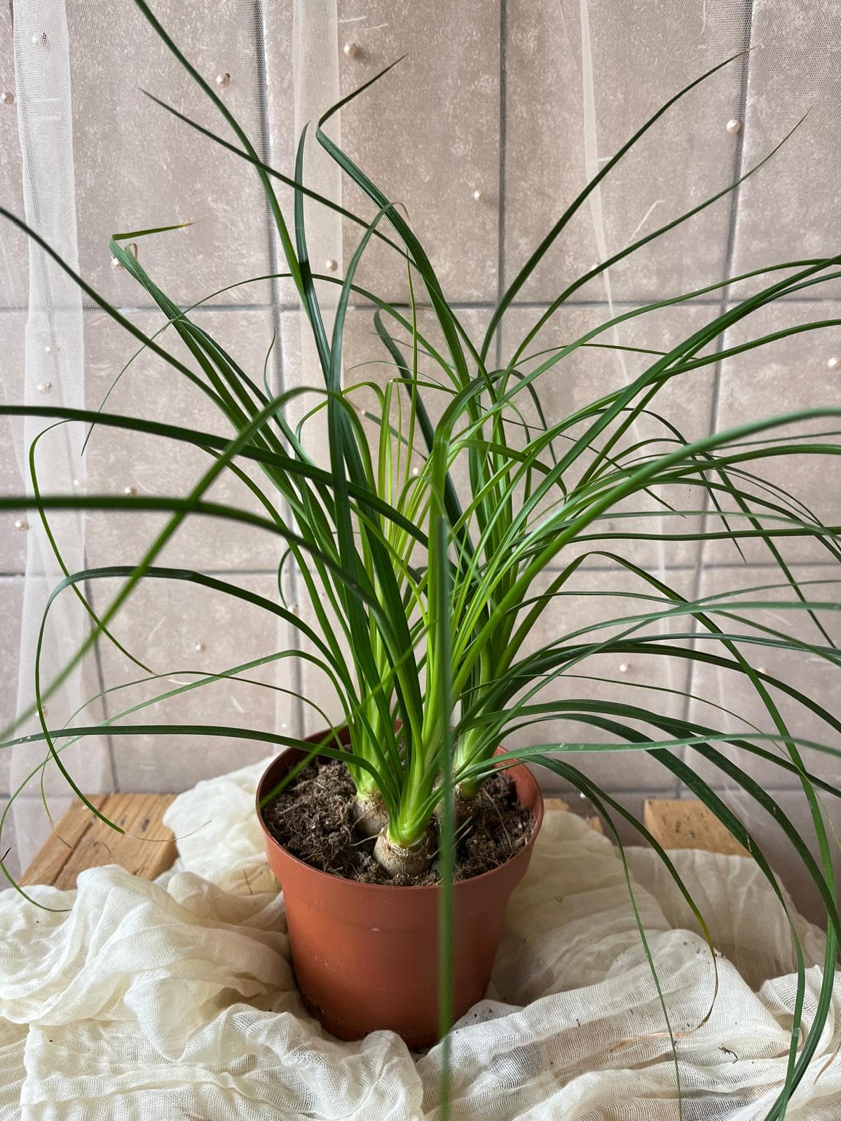Nolina recurvata (sloní noha / ponytail palm)