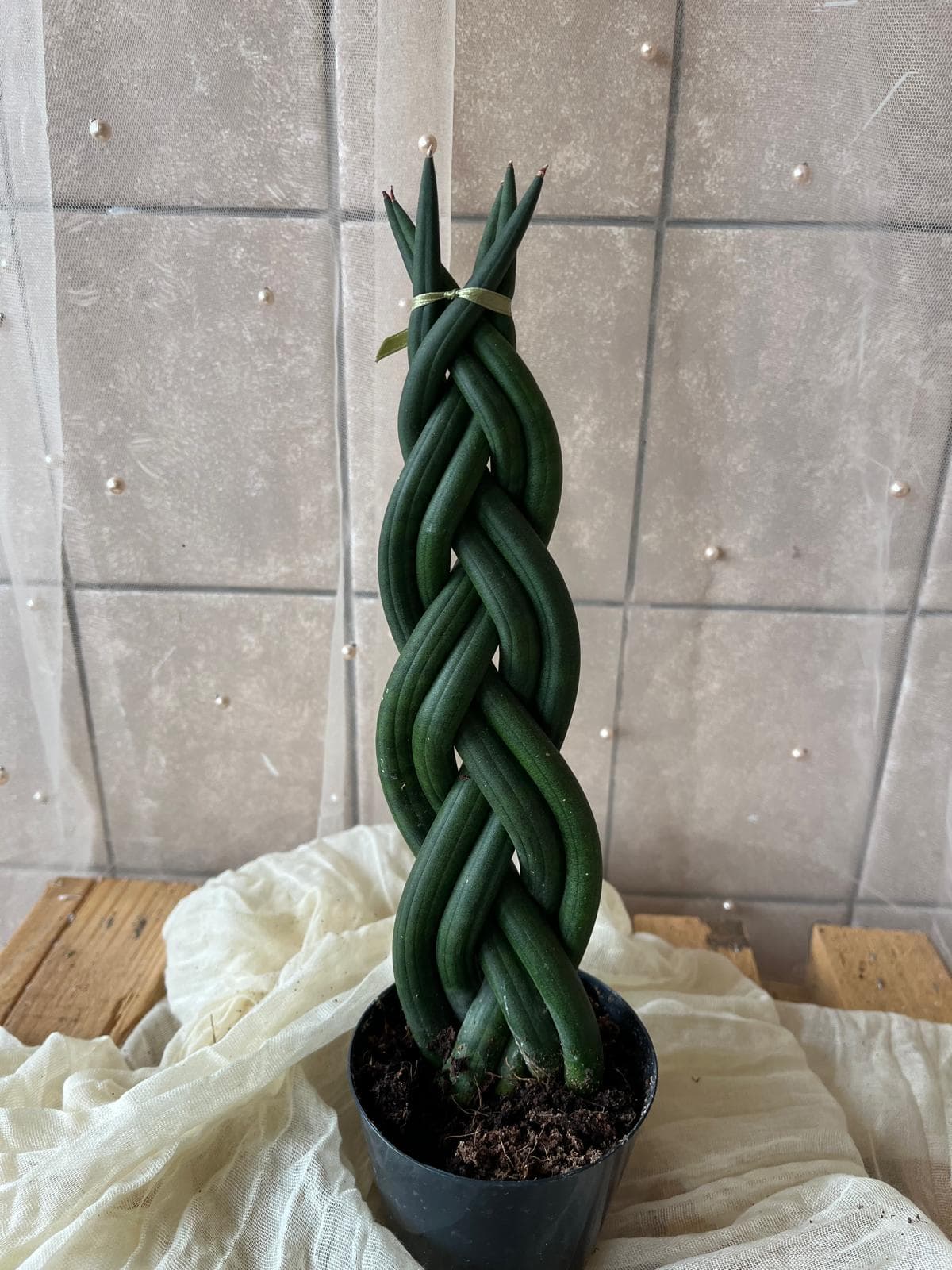 Sansevieria cylindrica ‘Twist Cop’ (hadí rostlina twist / svíčkovec)