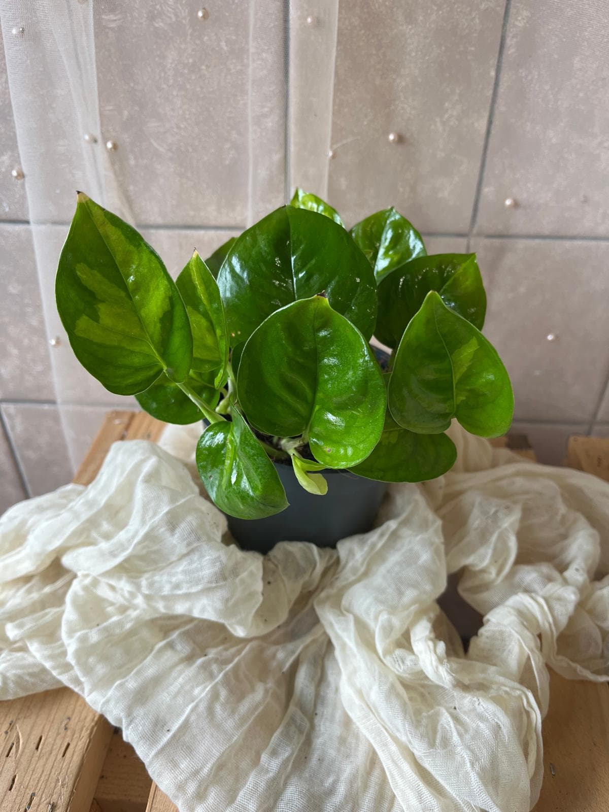 Epipremnum ‘Global Green’ (pothos / zelený potos)