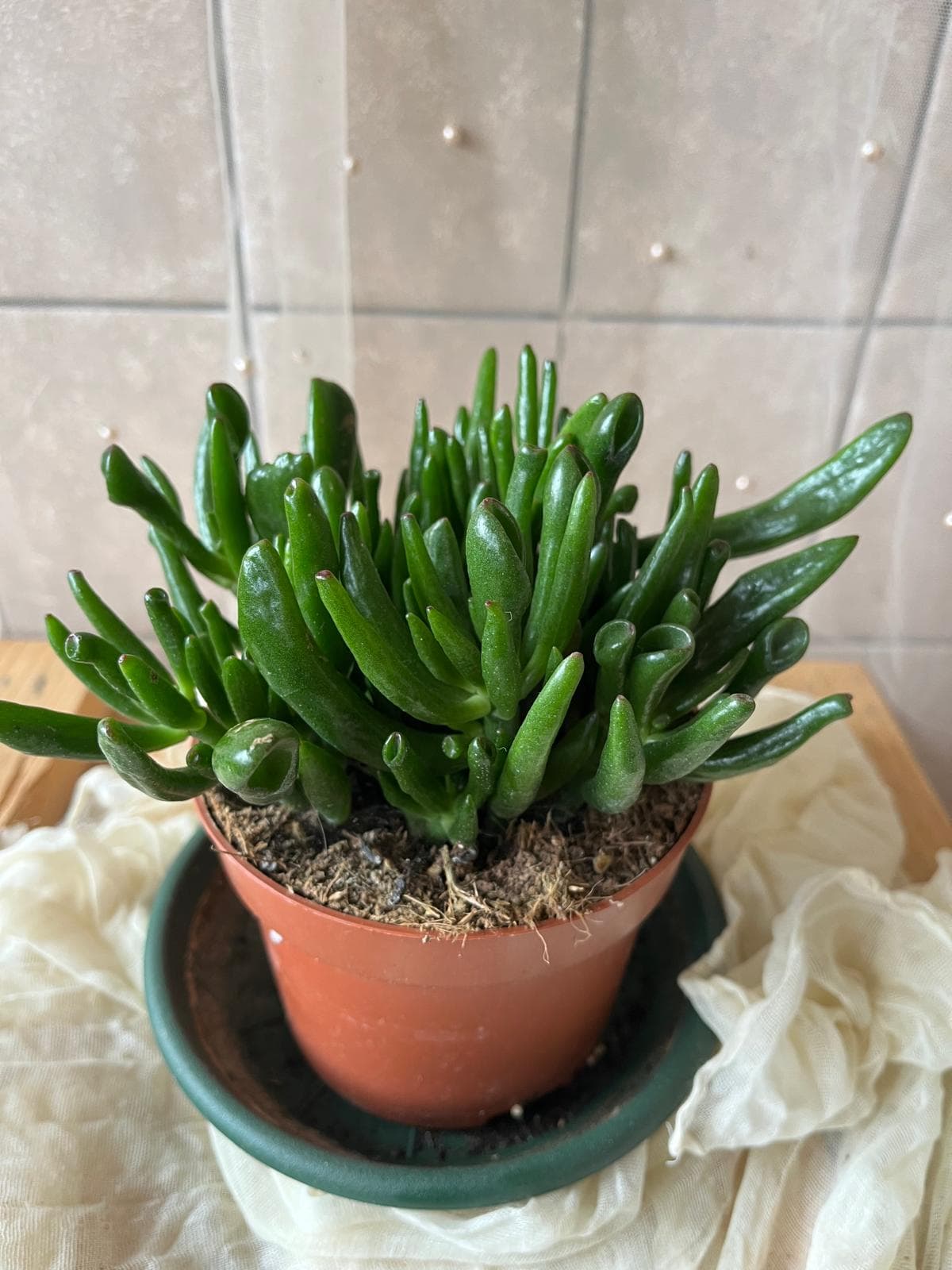 Crassula ovata ‘Hobbit’ (tlustice / jade plant Hobbit)