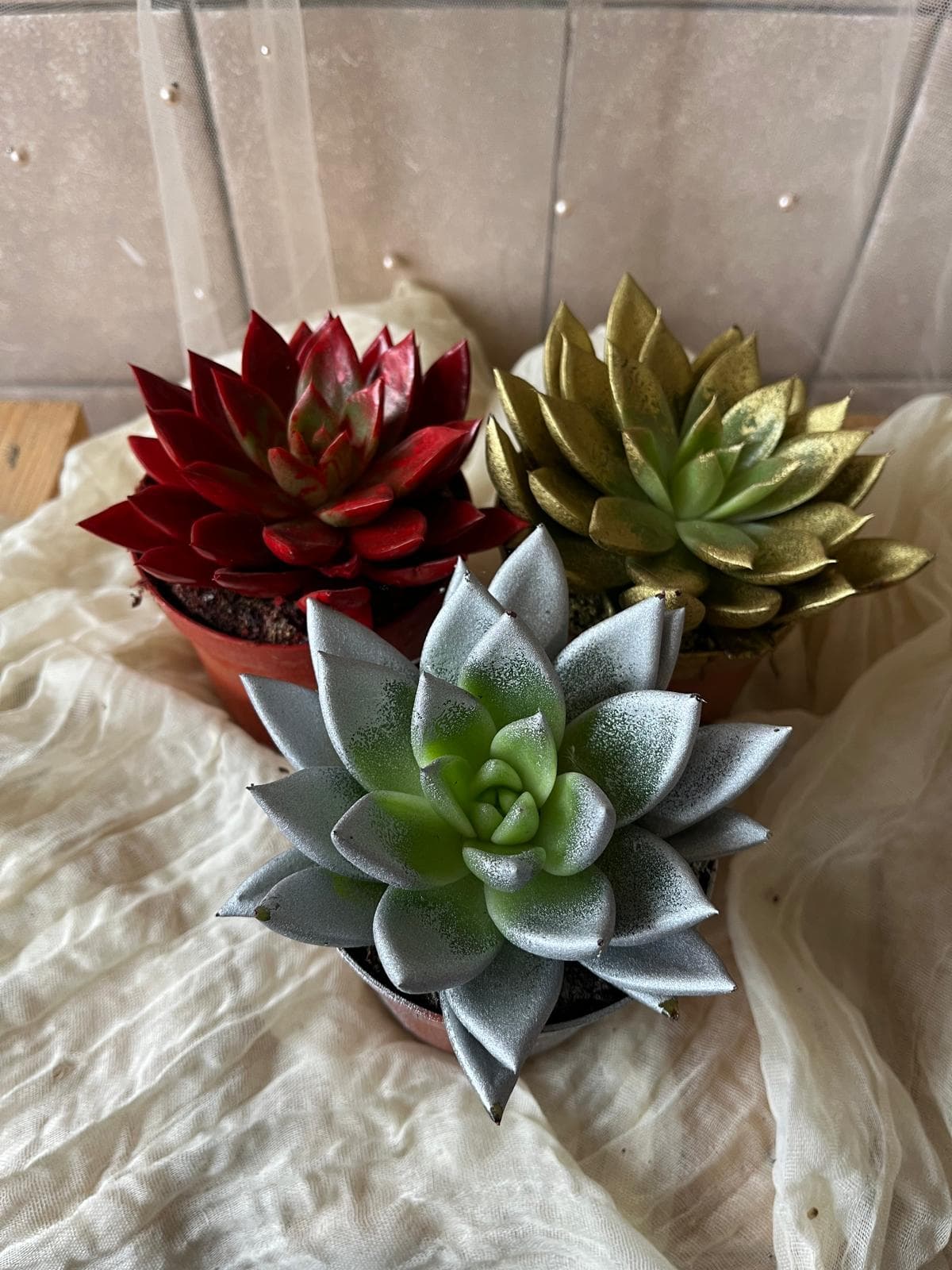  Echeveria (barvená / sukulent)