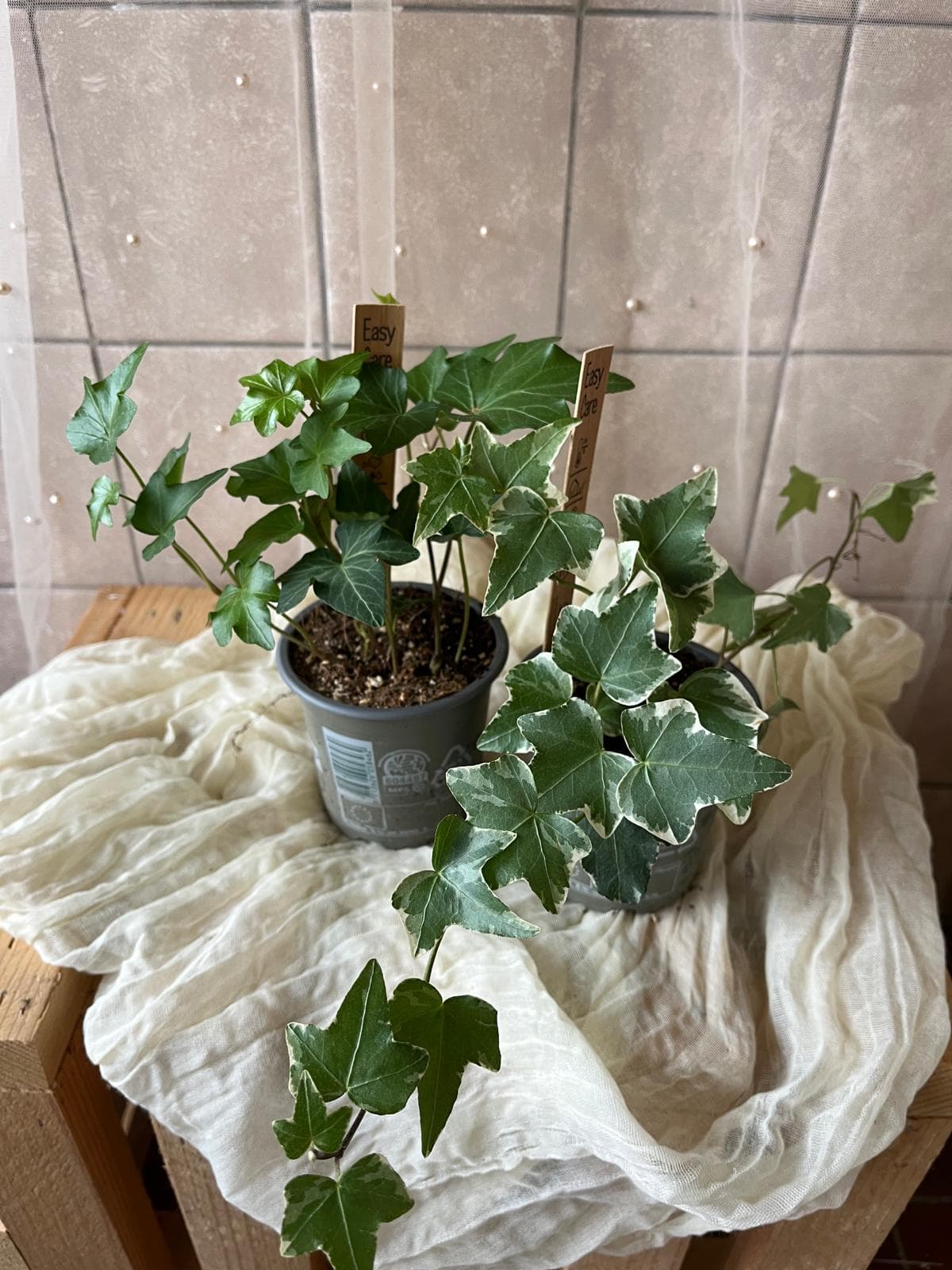 Hedera helix (pokojový břečťan / anglický břečťan)