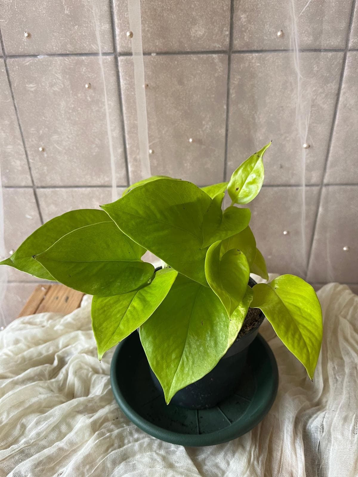 Epipremnum ‘Golden’ (zlatý potos / pothos Golden)