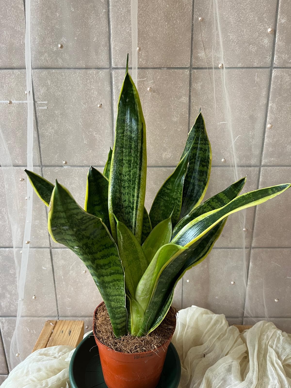 Sansevieria trifasciata (tchýnin jazyk / snake plant)