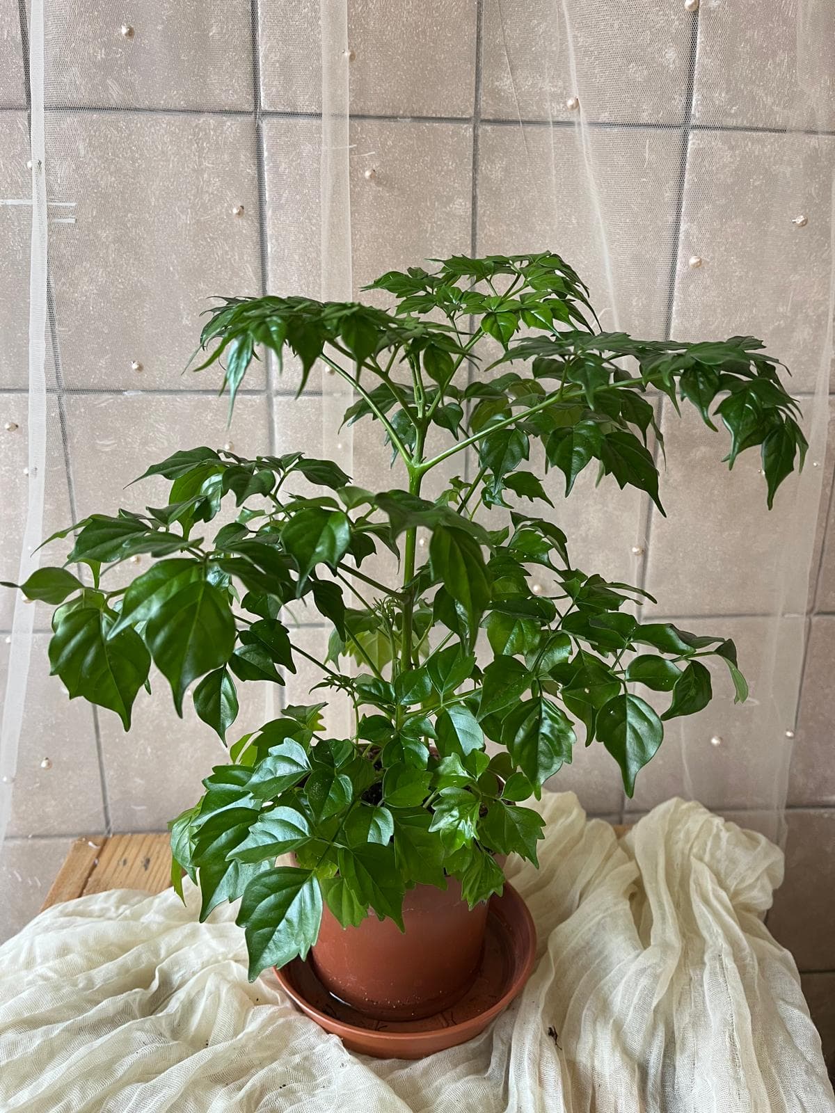 Radermachera sinica (China doll)