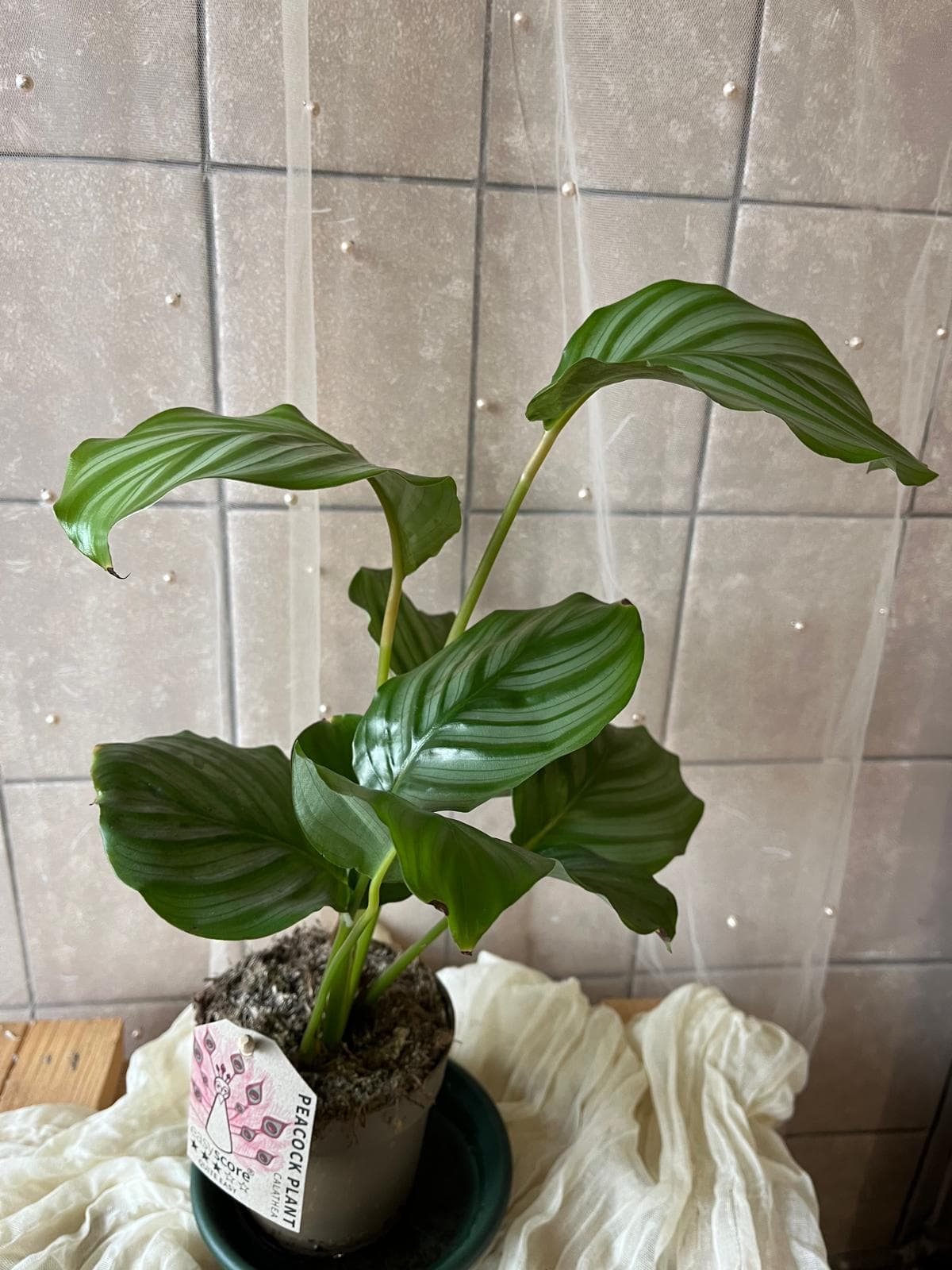 Calathea orbifolia (kalatea / velkolistá kalatea)