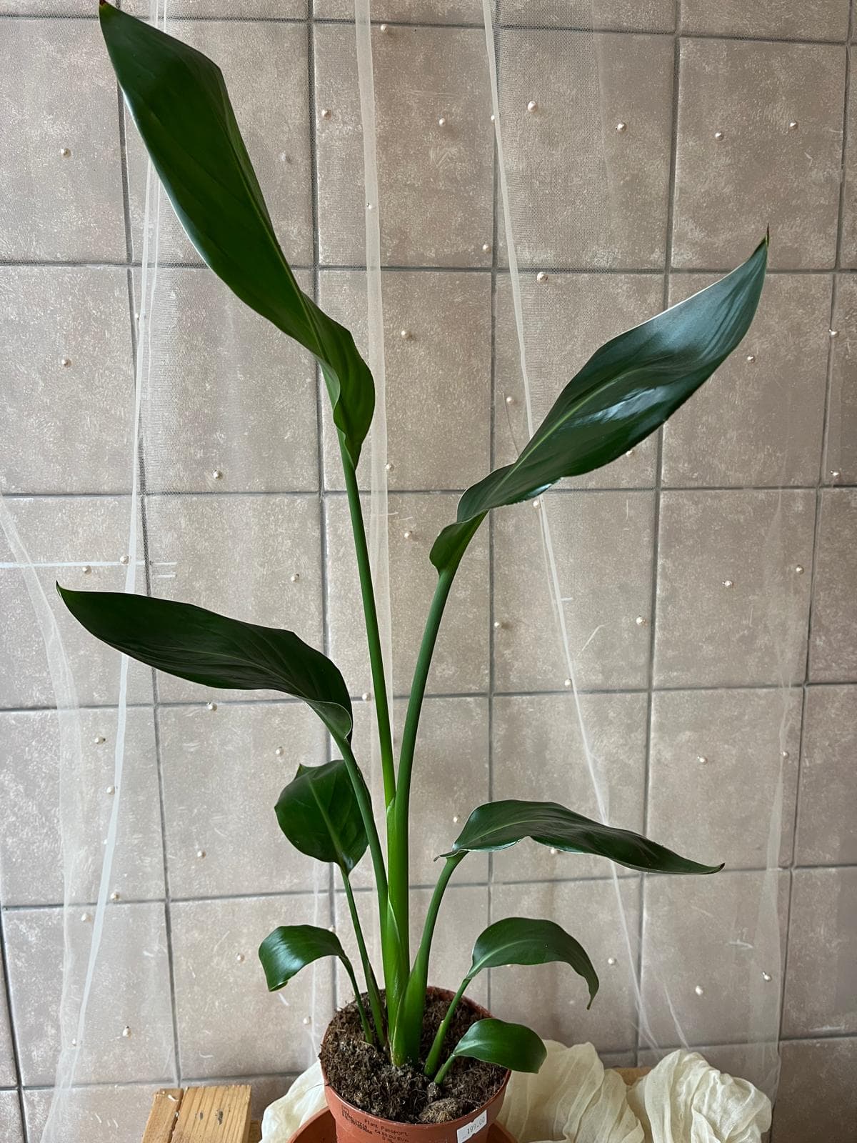 Strelitzia reginae (rajská ptákovka)