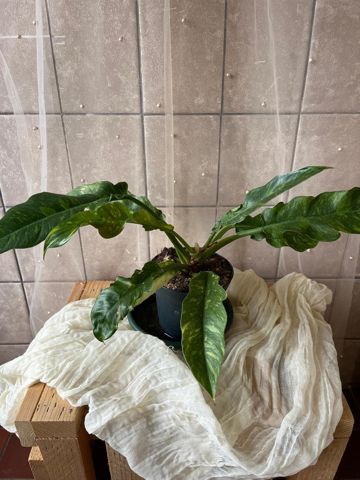 Philodendron ‘Ring of Fire’ (filodendron / srdíčkovec Ring of Fire)