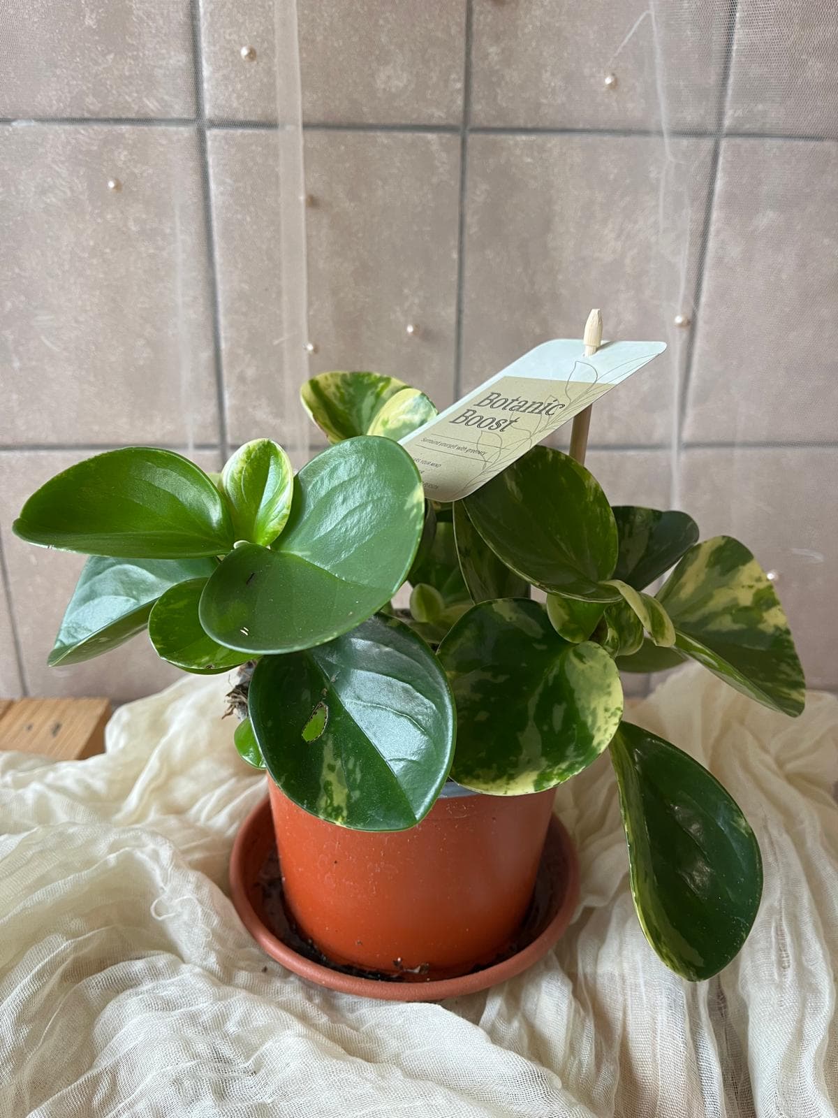 Peperomia obtusifolia