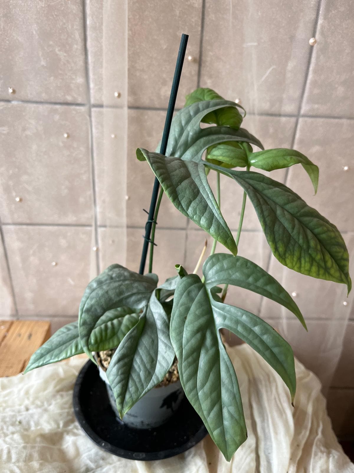 Amydrium medium (monstera střední / střední amyrium)