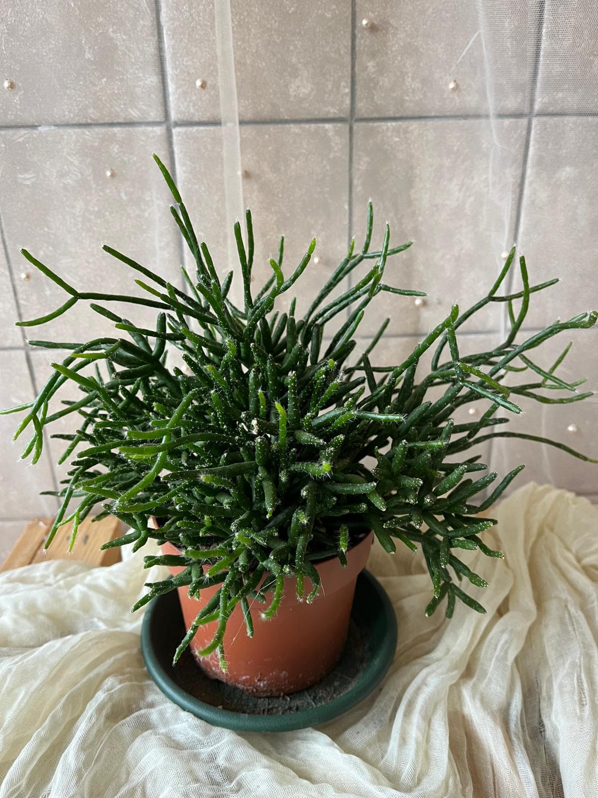 Rhipsalis burchellii