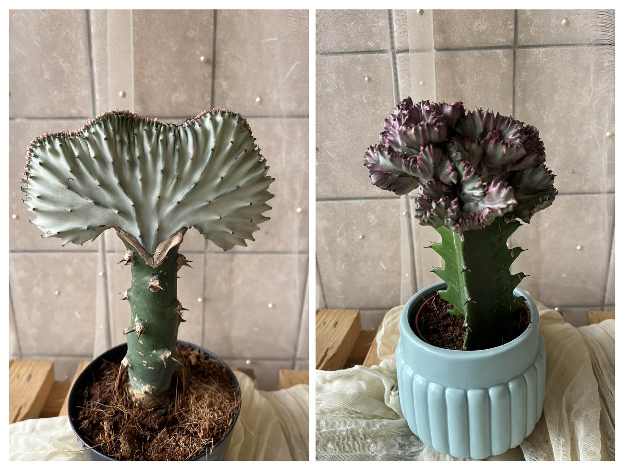 Euphorbia lactea (mléčná euforbie / kaktus)