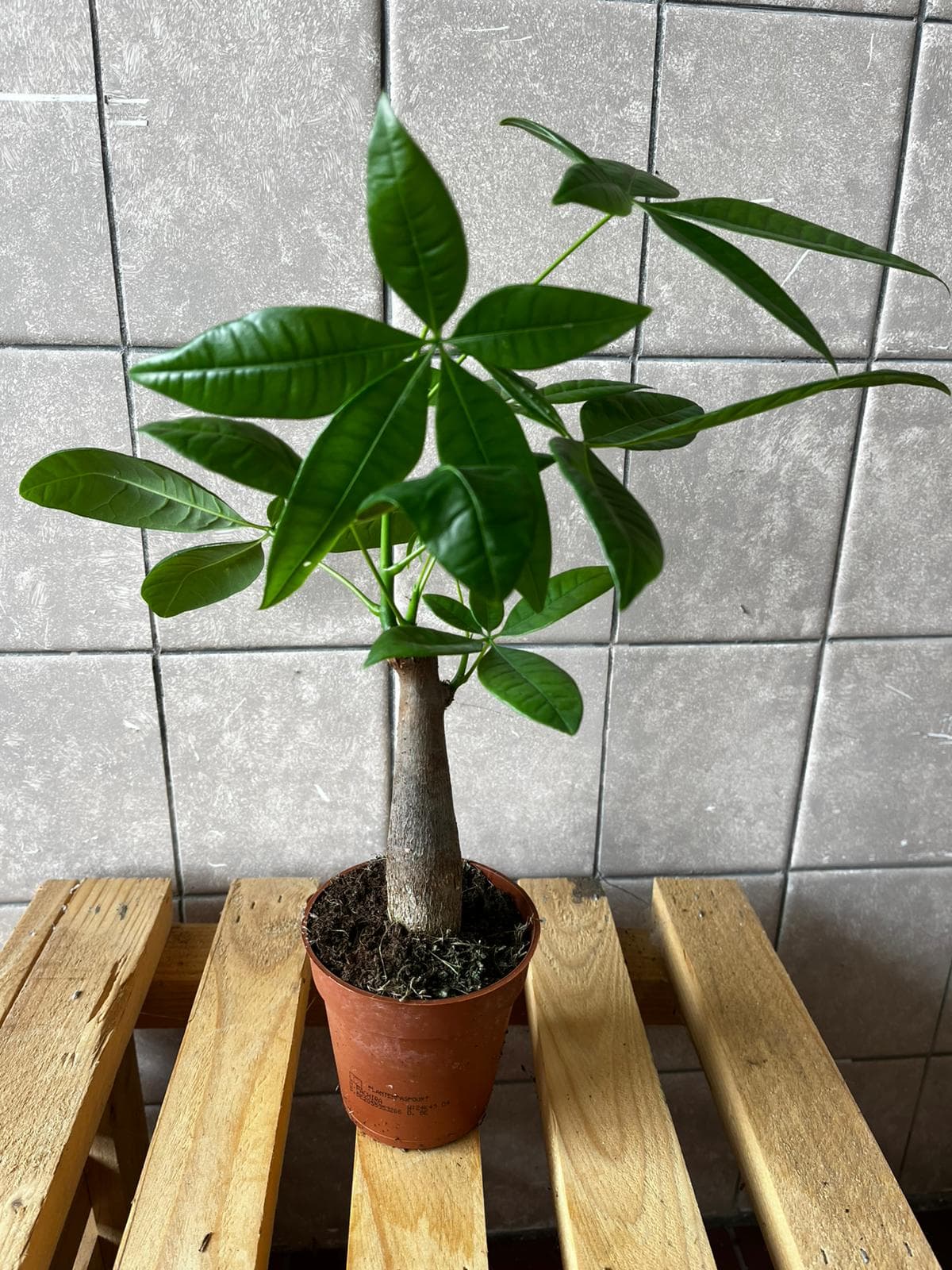 Pachira aquatica