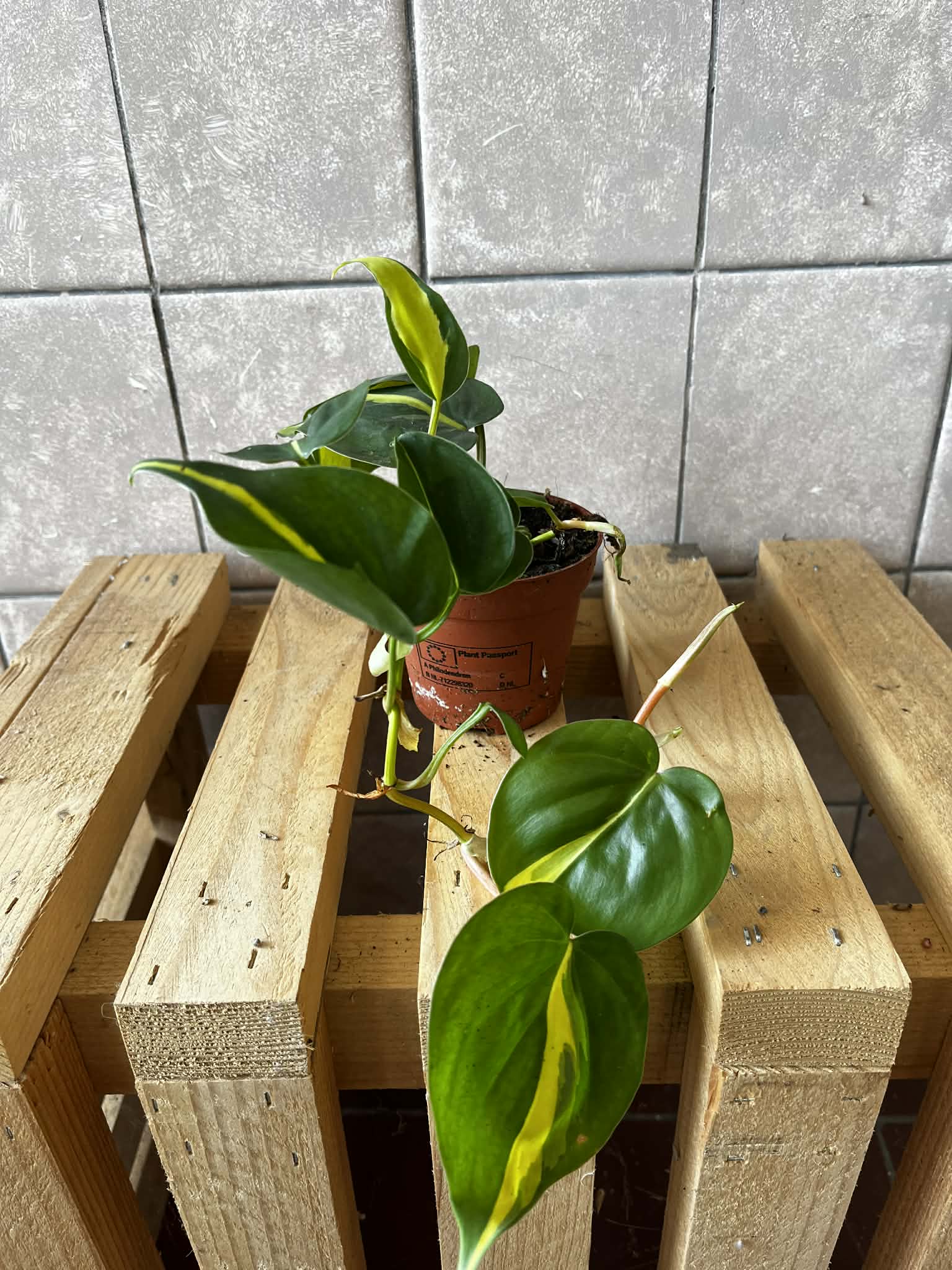 Philodendron hederaceum (scandens)169