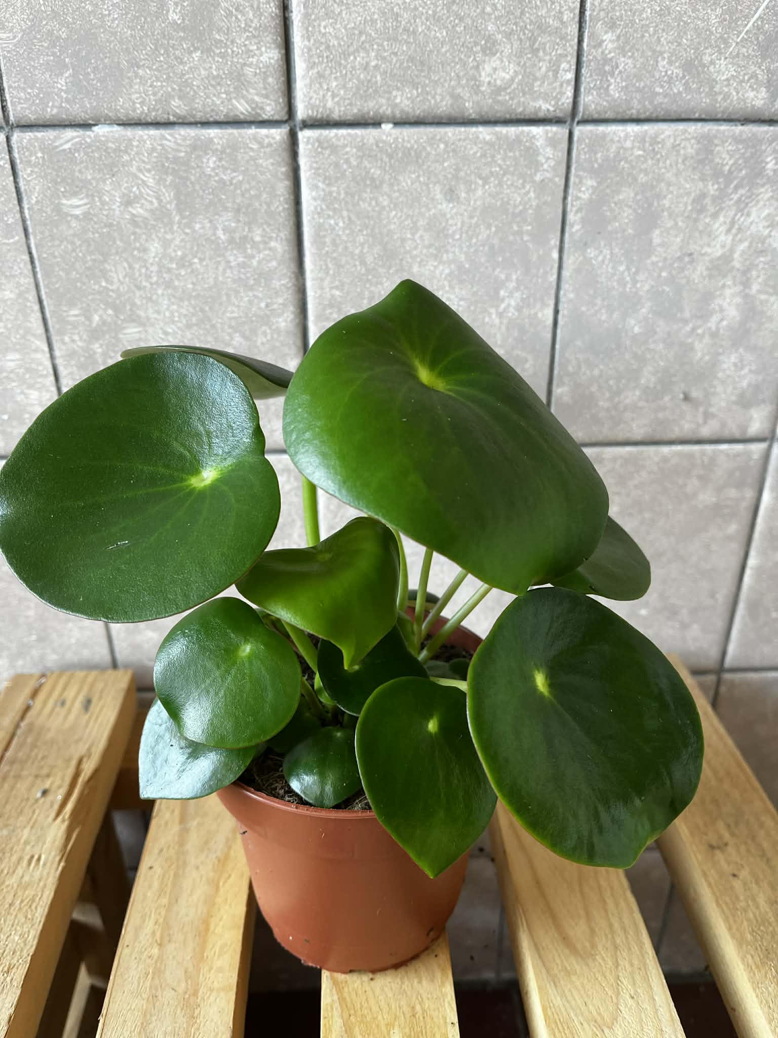 Peperomia polybotrya (Raindrop)