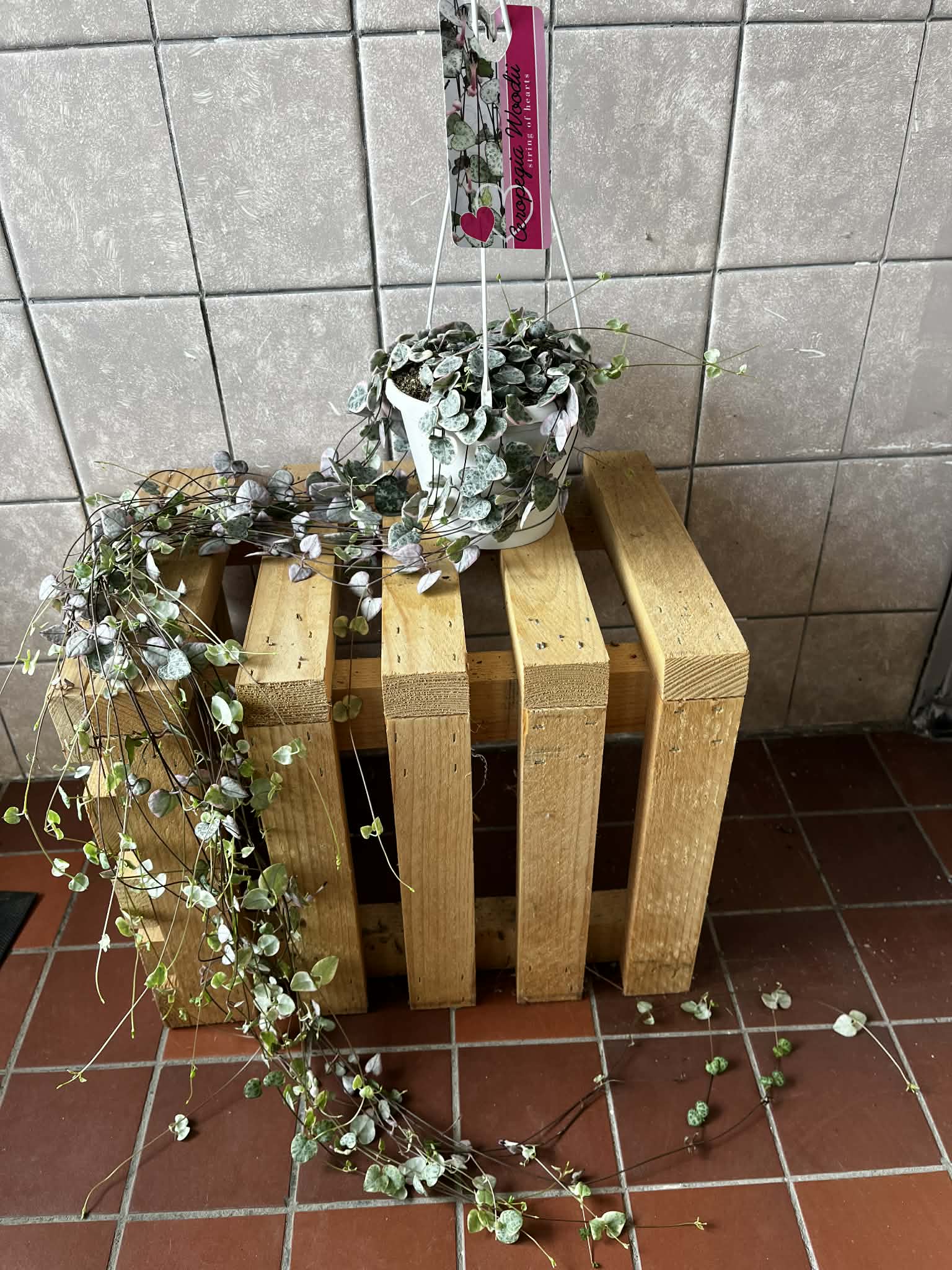 Ceropegia woodii (řetěz srdcí, cca 1 m)