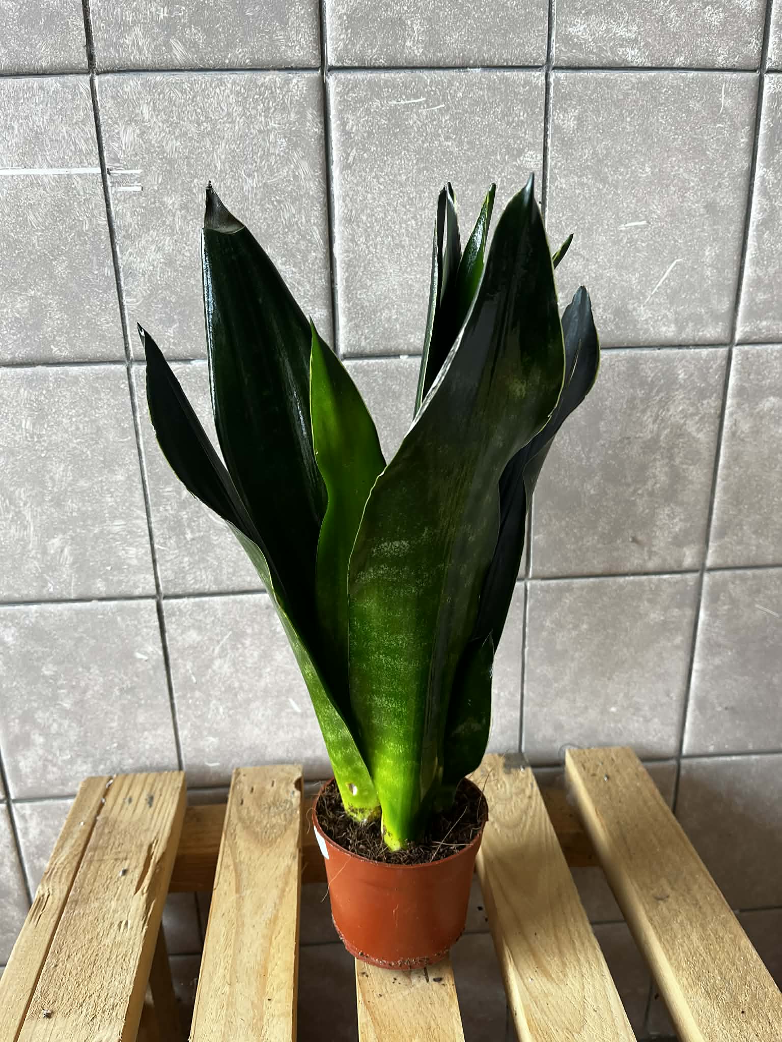 Sansevieria trifasciata (tchýnin jazyk / snake plant)