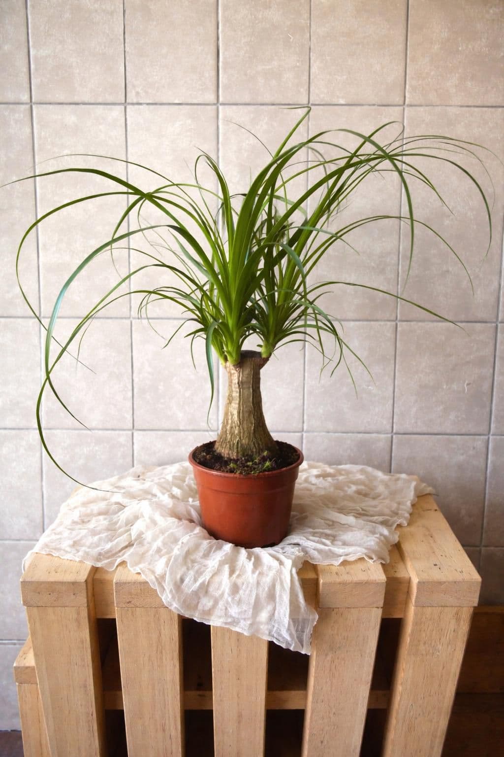Beaucarnea recurvata-SLONÍ NOHA