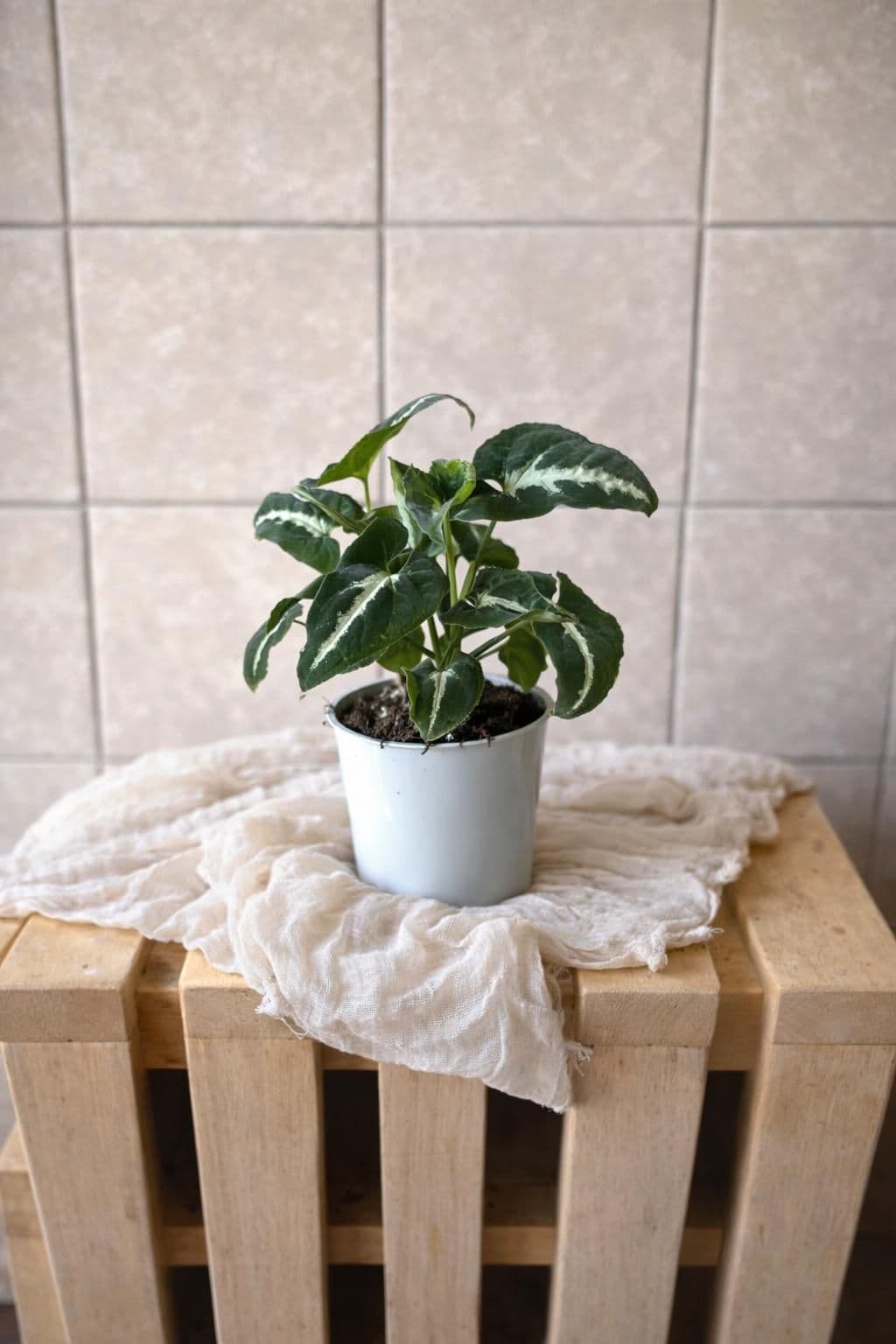 Syngonium wendlandii