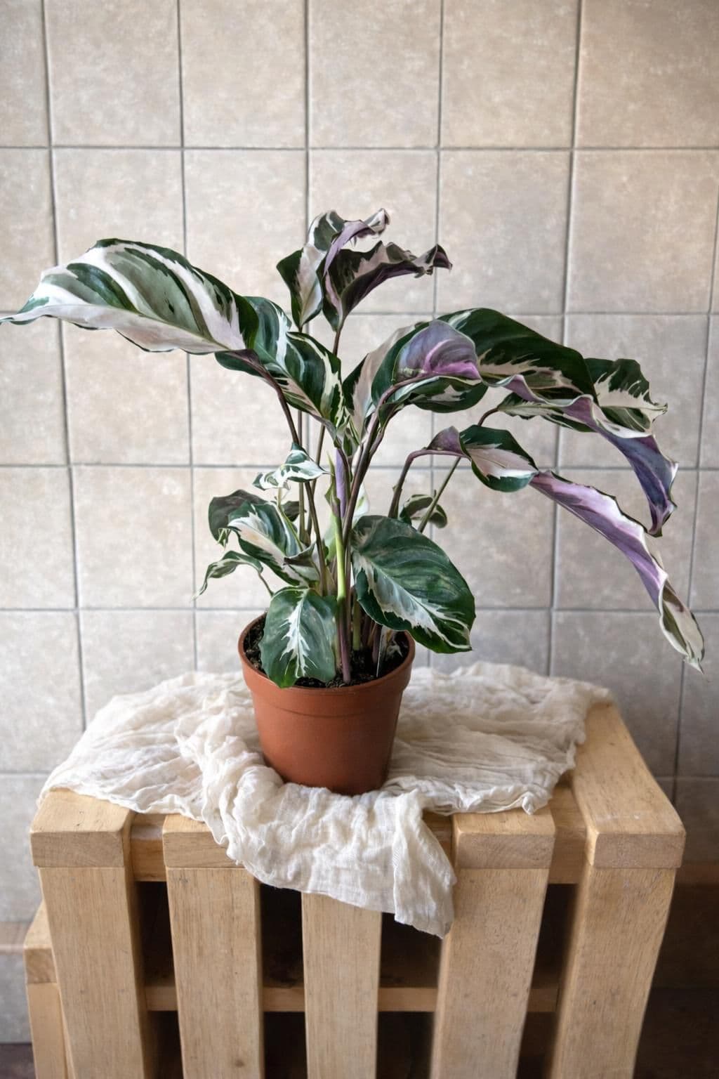 Calathea ‘Fusion White’